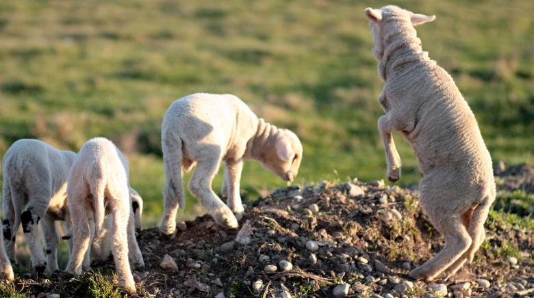 Free stock image of Lamb created by Pixabay