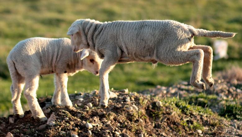 Free stock image of Lamb created by Pixabay