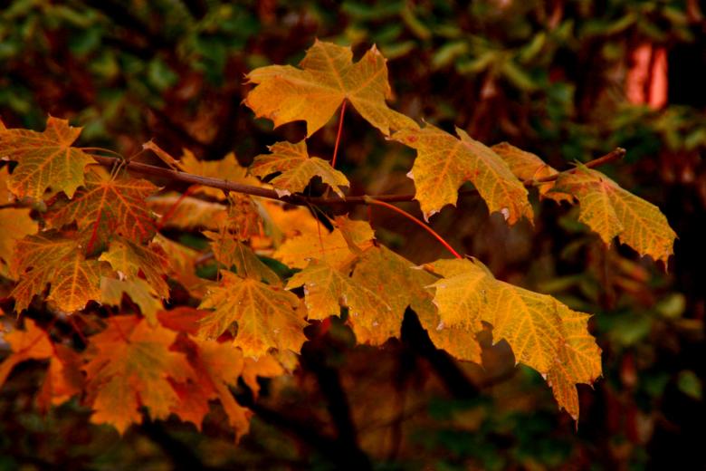 Free stock image of Autumn created by Pixabay