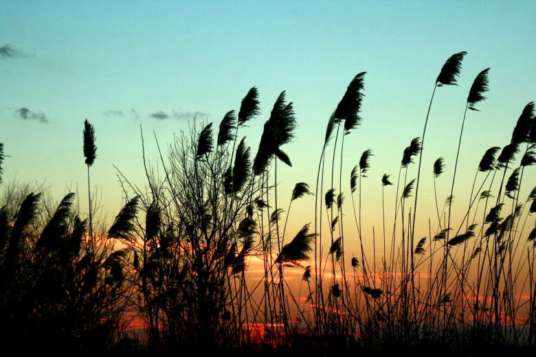 Free stock image of Reed created by Pixabay