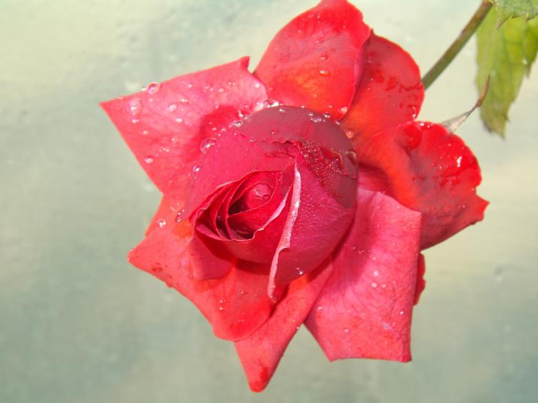 Free stock image of Rose created by Pixabay