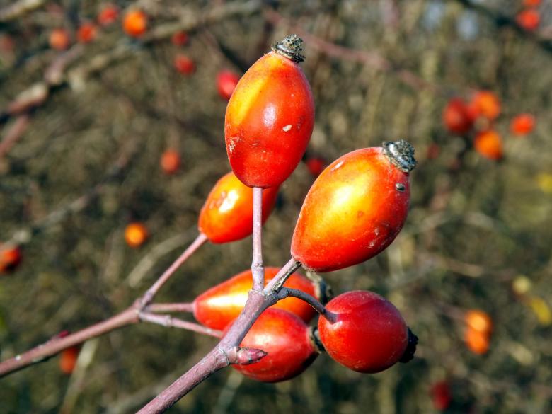Free stock image of Rosehip created by Pixabay
