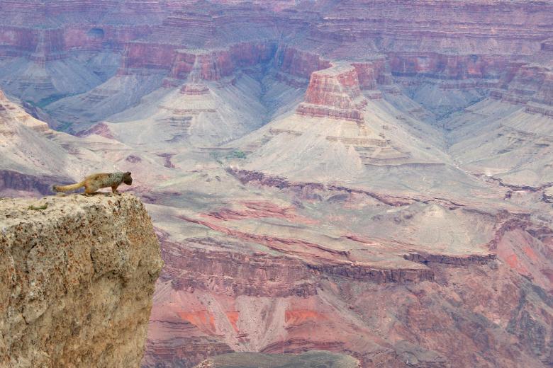 Free stock image of Grand Canyon Squirrel View created by Sue Osborn