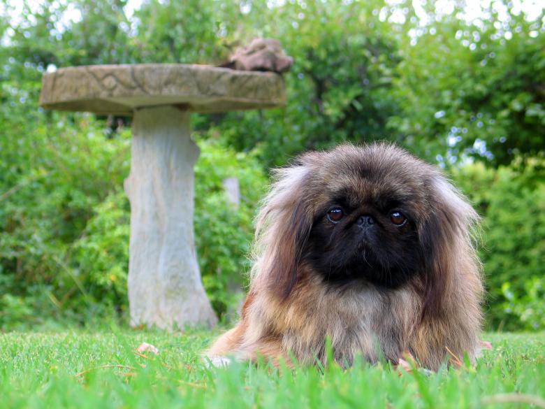 Free stock image of Pet created by Pixabay