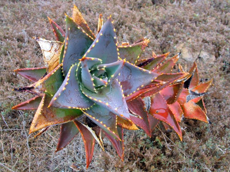 Free stock image of Cactus created by Pixabay
