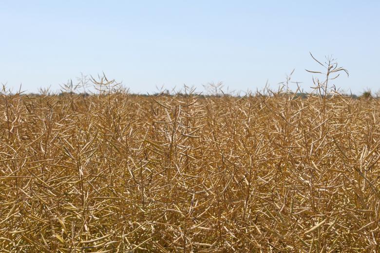 Free stock image of Crop created by Pixabay