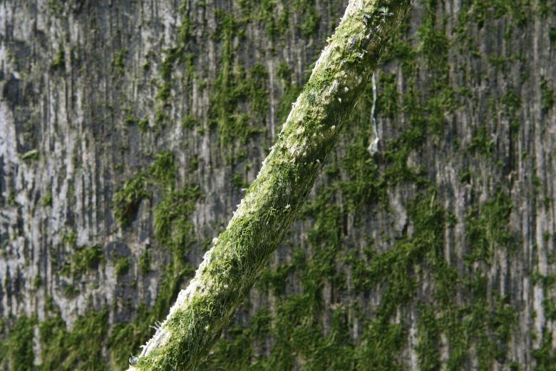 Free stock image of Algae created by Pixabay