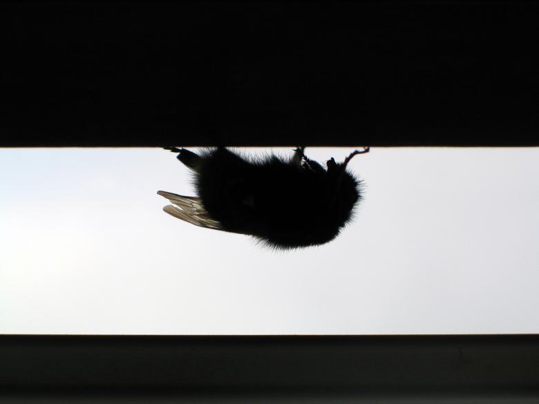 Free stock image of Fly created by Pixabay