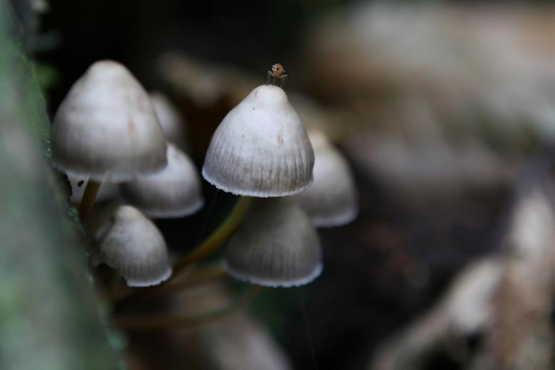 Free stock image of Mushroom created by Pixabay