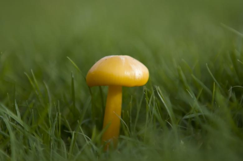 Free stock image of Mushroom created by Pixabay