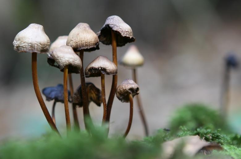 Free stock image of Mushroom created by Pixabay