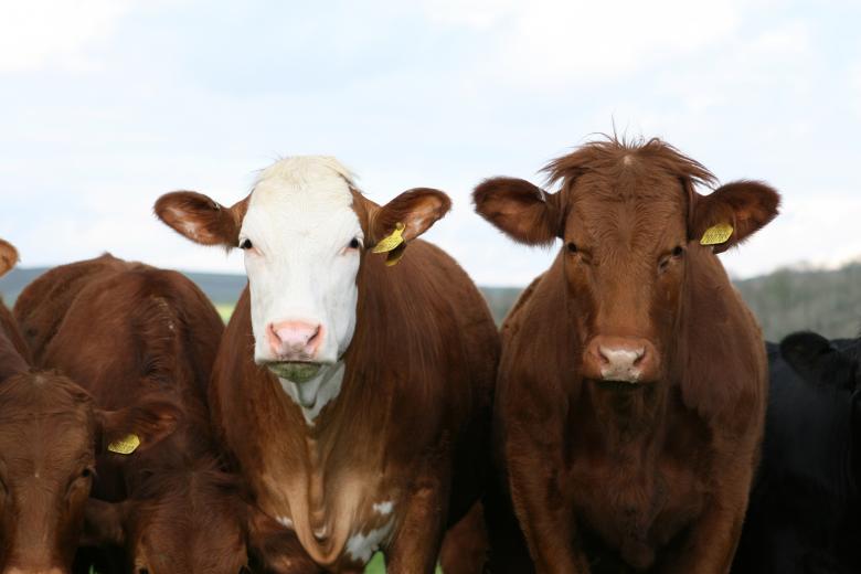 Free stock image of Cows created by Pixabay