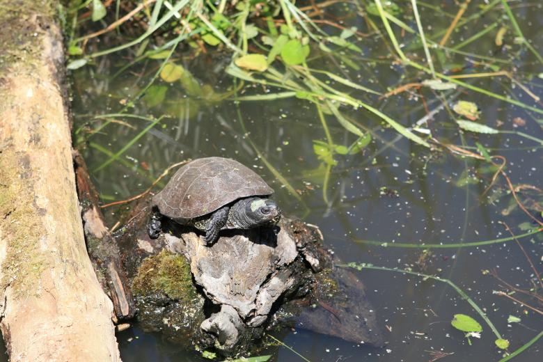 Free stock image of Turtle created by Pixabay