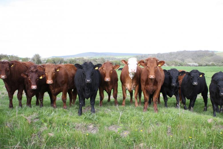 Free stock image of Cows created by Pixabay