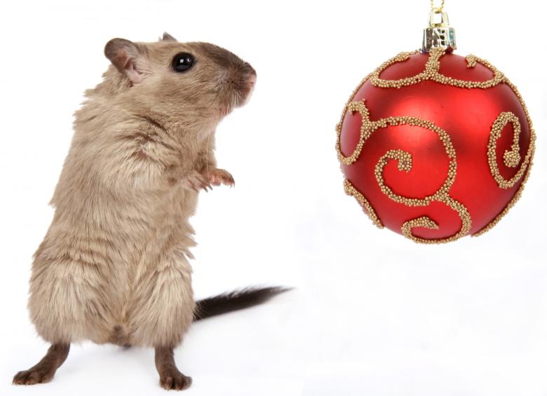 Free stock image of Xmas Mouse and Bauble created by Pixabay