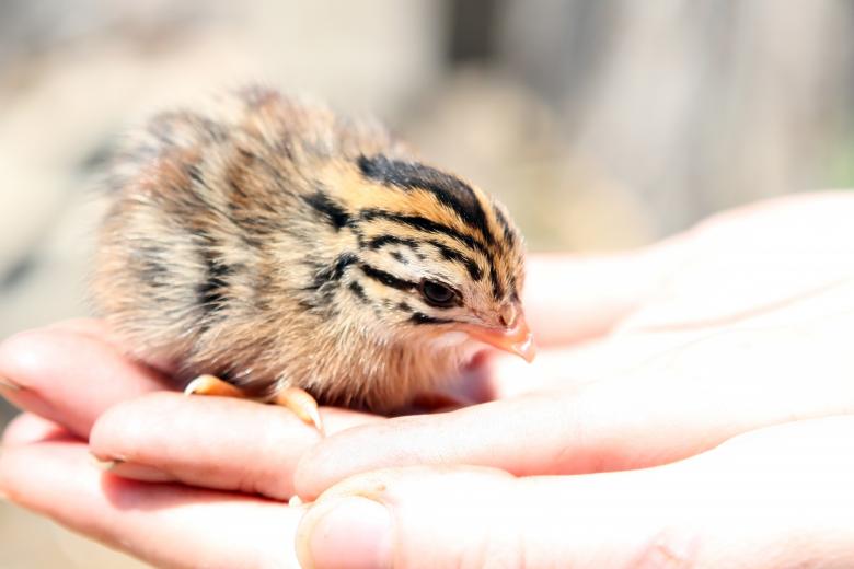 Free stock image of Little Chick created by Pixabay