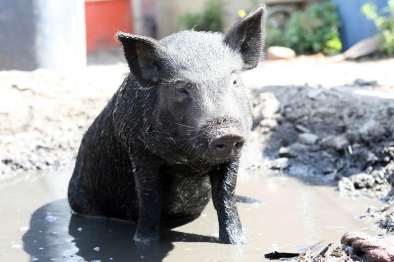 Free stock image of Pig created by Pixabay