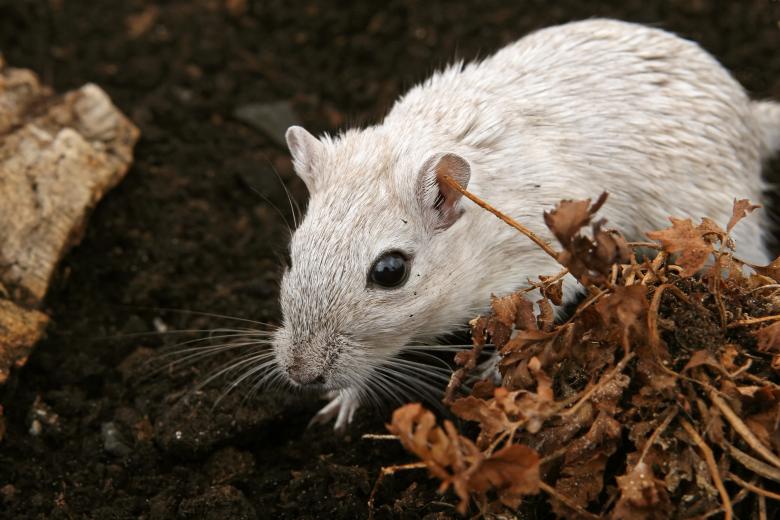Free stock image of White Mouse Closeup created by Pixabay