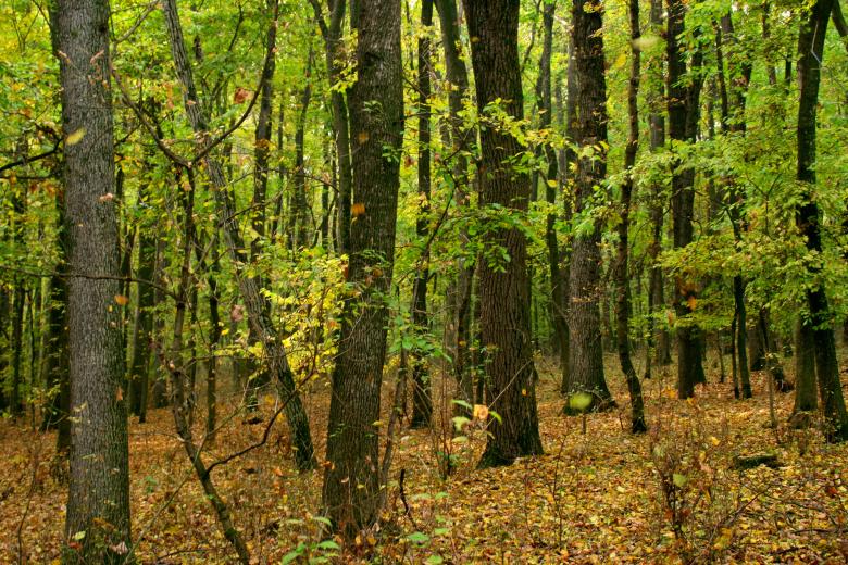 Free stock image of Forest created by Pixabay