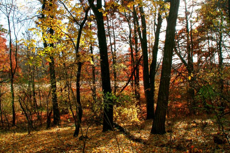 Free stock image of Autumn created by Pixabay