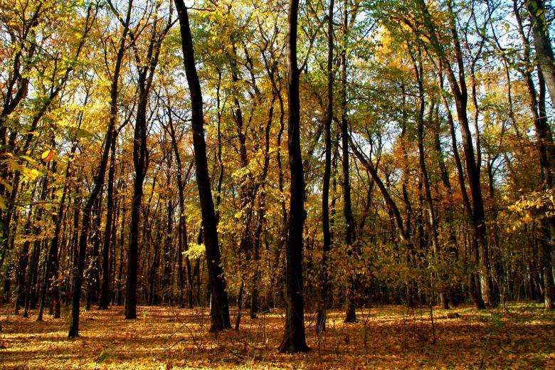 Free stock image of Autumn created by Pixabay