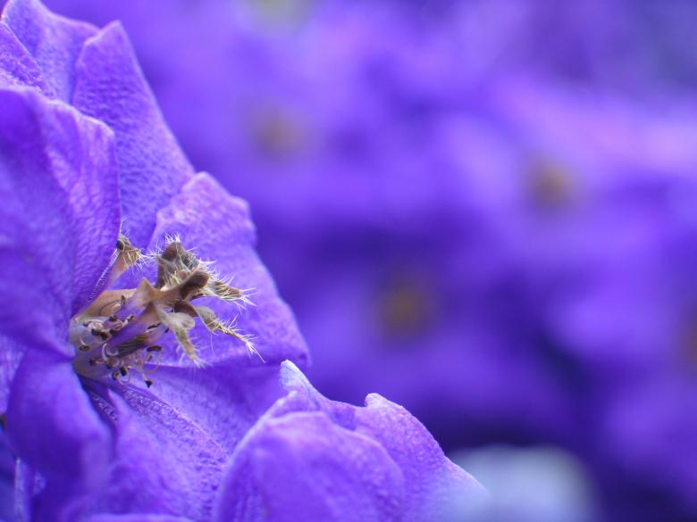 Free stock image of Purple Flower created by Pixabay