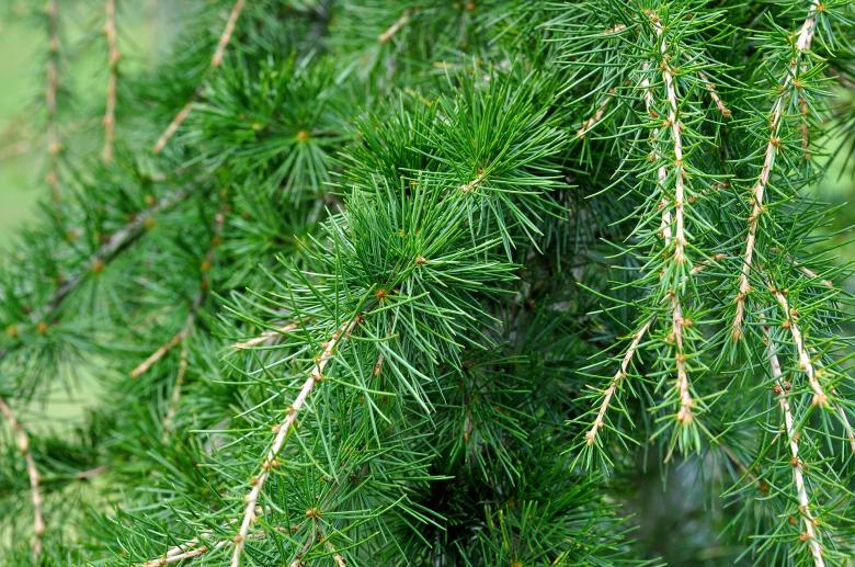 Free stock image of Thorny created by Pixabay