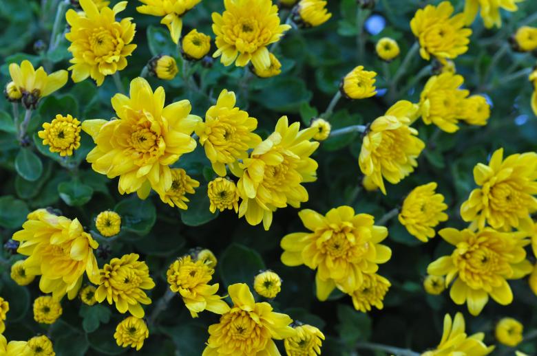 Free stock image of Garden created by Pixabay