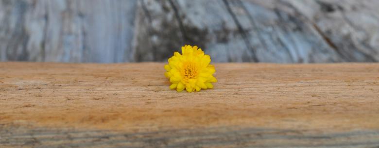 Free stock image of Flower created by Pixabay