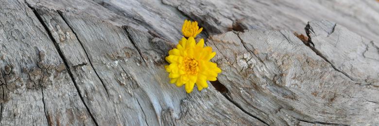 Free stock image of Chrysanthemum created by Pixabay