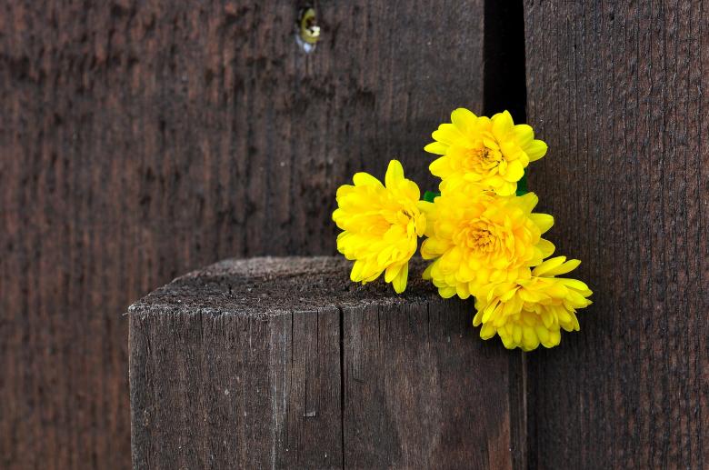 Free stock image of Chrysanthemums created by Pixabay
