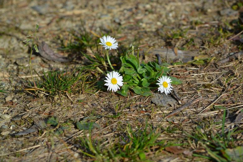 Free stock image of Daisy created by Pixabay
