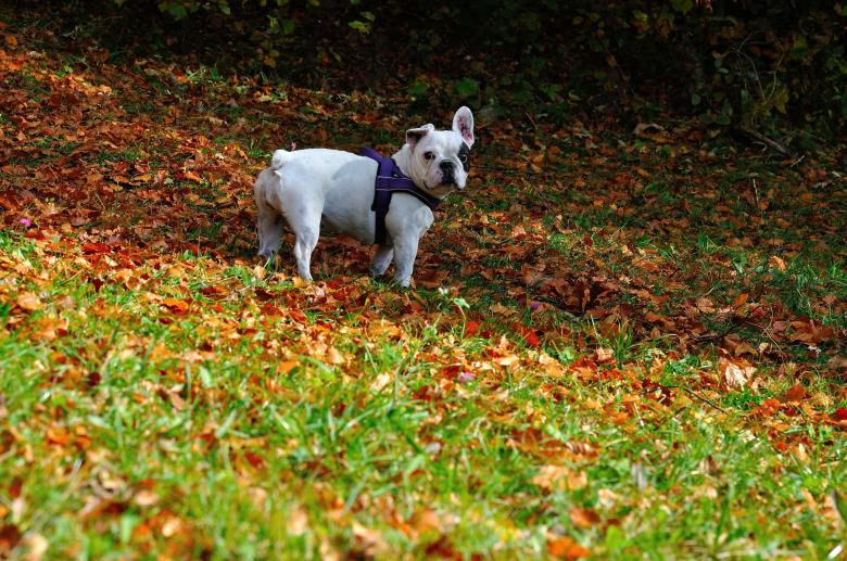 Free stock image of Bull Dog created by Pixabay