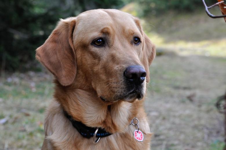Free stock image of Doggy created by Pixabay