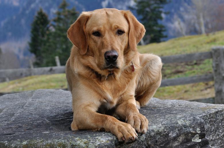 Free stock image of Max created by Pixabay