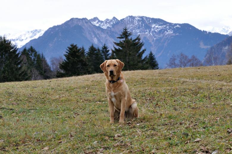 Free stock image of Loyal created by Pixabay