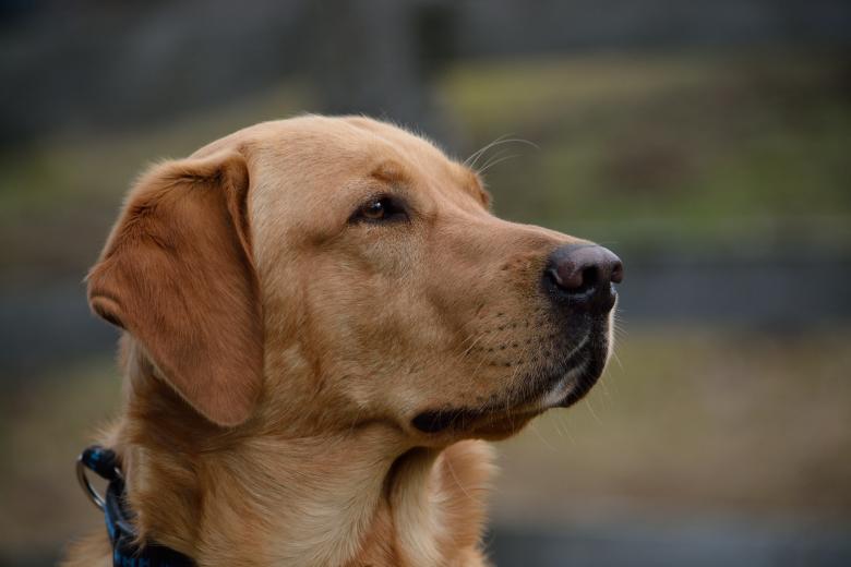 Free stock image of Pet created by Pixabay