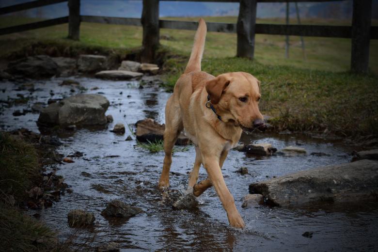 Free stock image of Labrador created by Pixabay