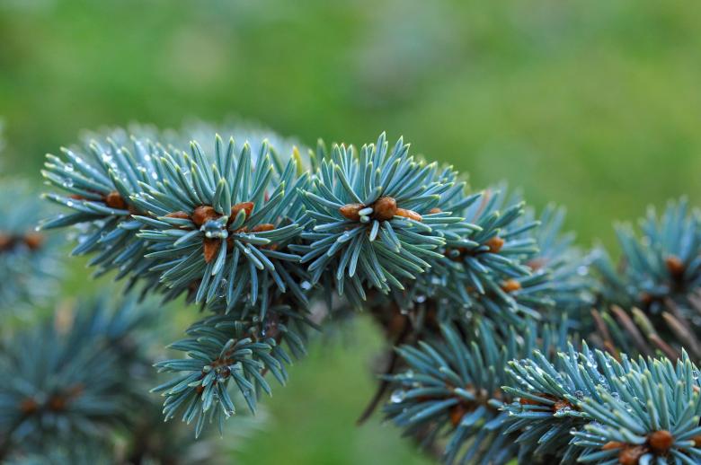 Free stock image of Plant created by Pixabay
