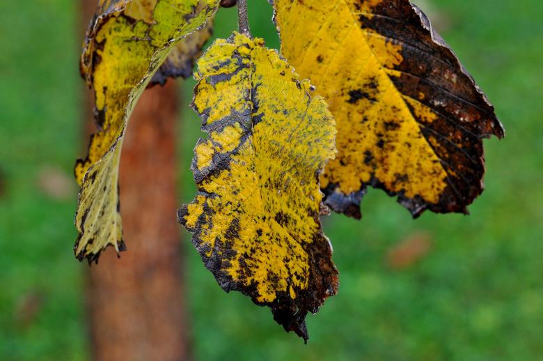 Free stock image of Dry  created by Pixabay