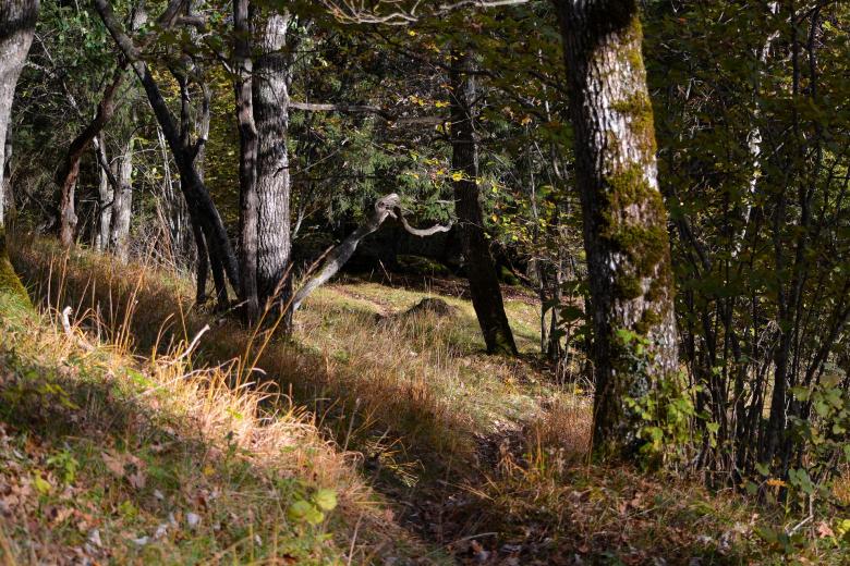 Free stock image of Forest created by Pixabay