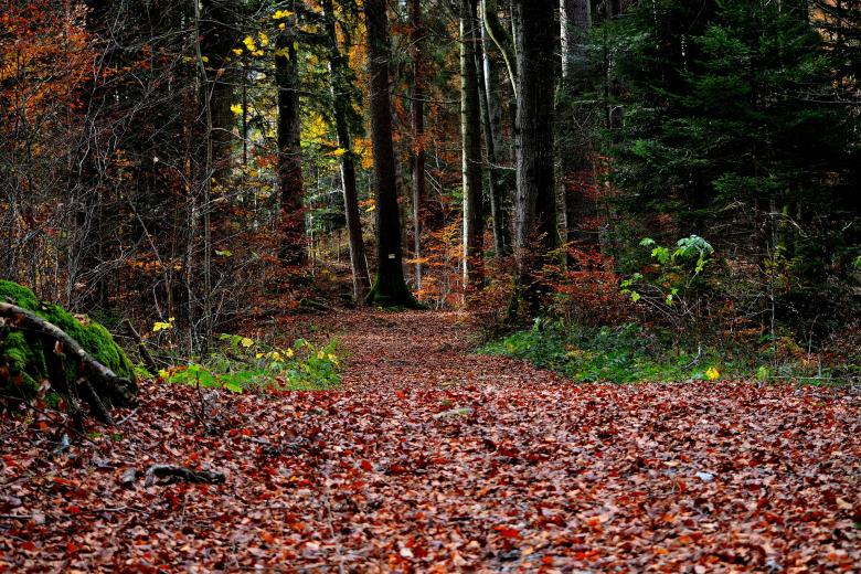 Free stock image of Forest created by Pixabay