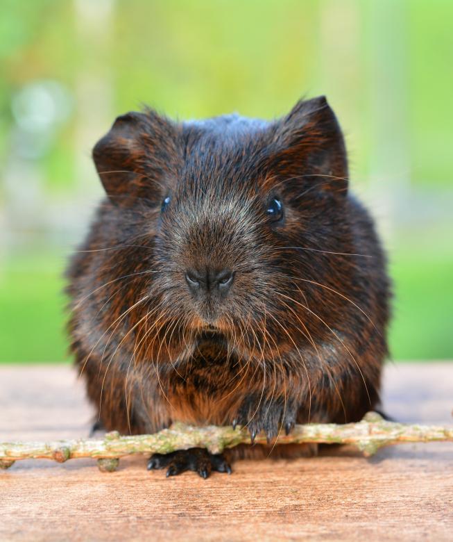 Free stock image of Guinea Pig created by Pixabay