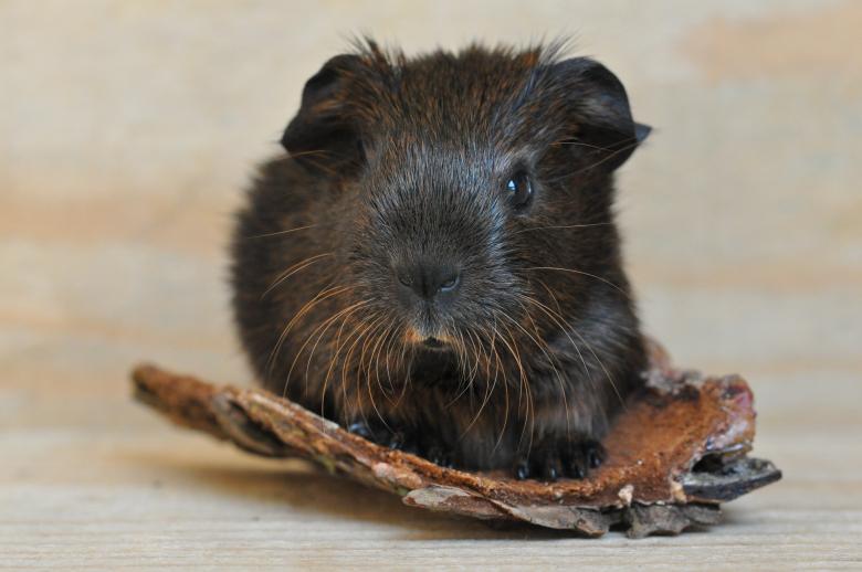 Free stock image of Little Guinea created by Pixabay