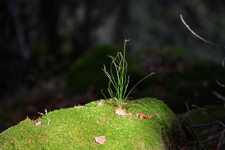 Free stock image of Green created by Pixabay