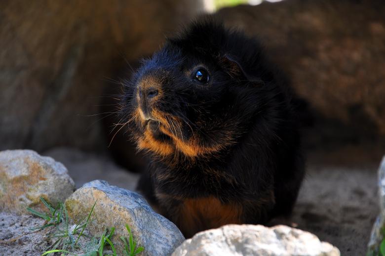Free stock image of Black Guinea Pig created by Pixabay