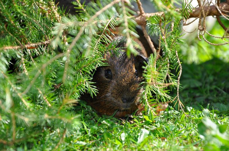 Free stock image of Hiding Guinea created by Pixabay
