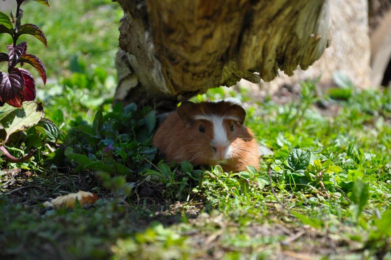 Free stock image of Hiding created by Pixabay
