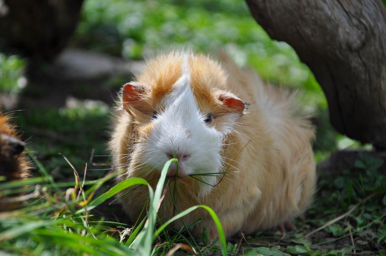Free stock image of Guinea created by Pixabay