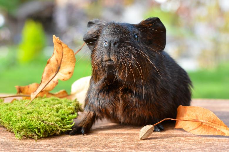 Free stock image of Pet created by Pixabay